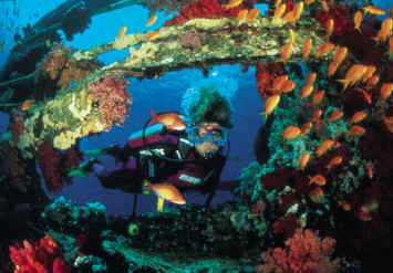 Scuba diving in red sea